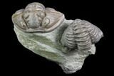 Two Flexicalymene Trilobites (Prone & Enrolled) - Mt Orab, Ohio #85394-2
